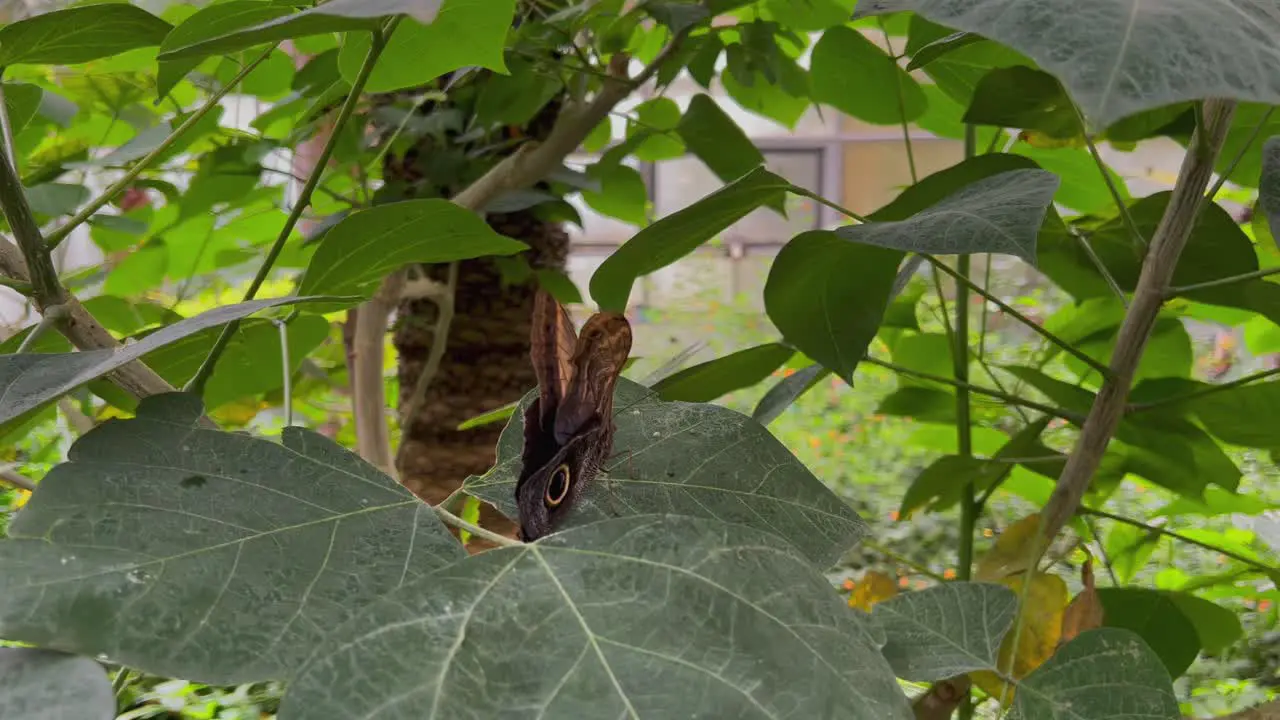 A butterfly with a special pattern sits on a plant