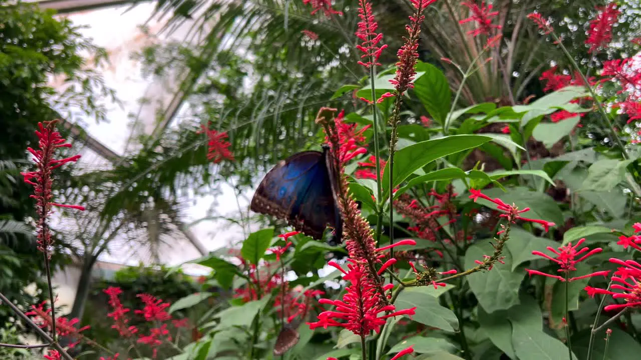 A butterfly with a special pattern sits on a plant with beautiful flower blossom