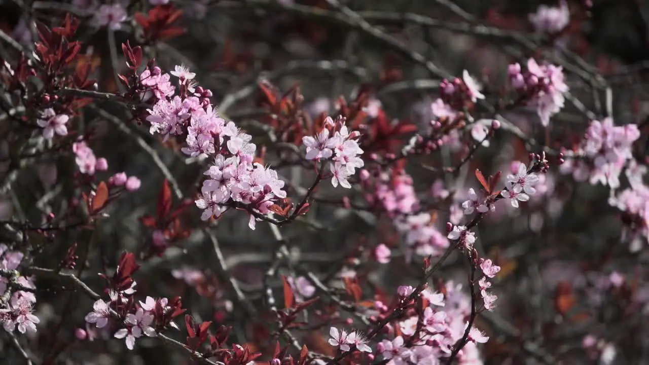 Vibrant cherry blossom tree branches swaying gently with the spring breeze in Victoria British Columbia Canada