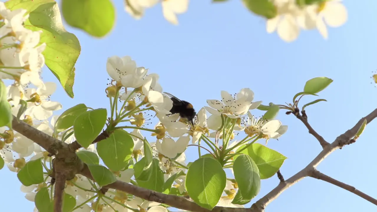 Natural frame shows a honey bee collecting pollen from flower to flower in slowmotion