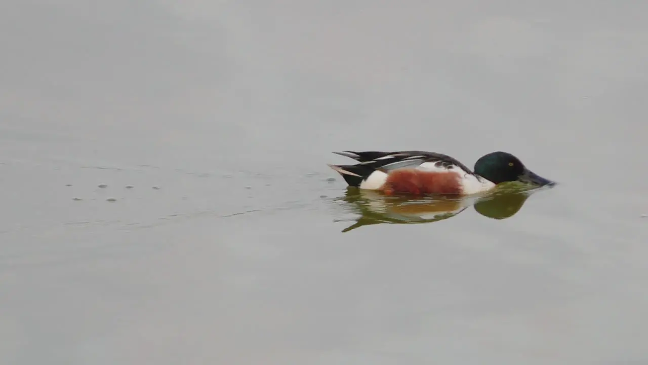 Northern shoveler male feeding by sifting the water with its large bill