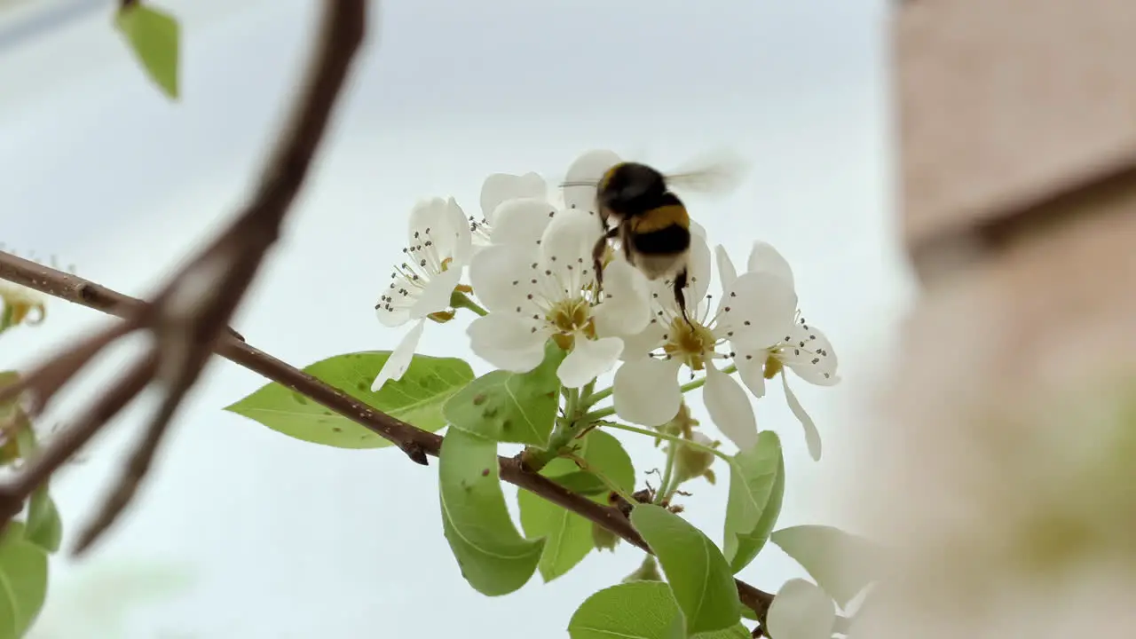 Closed frame of a bee walking through a flower the background out of focus