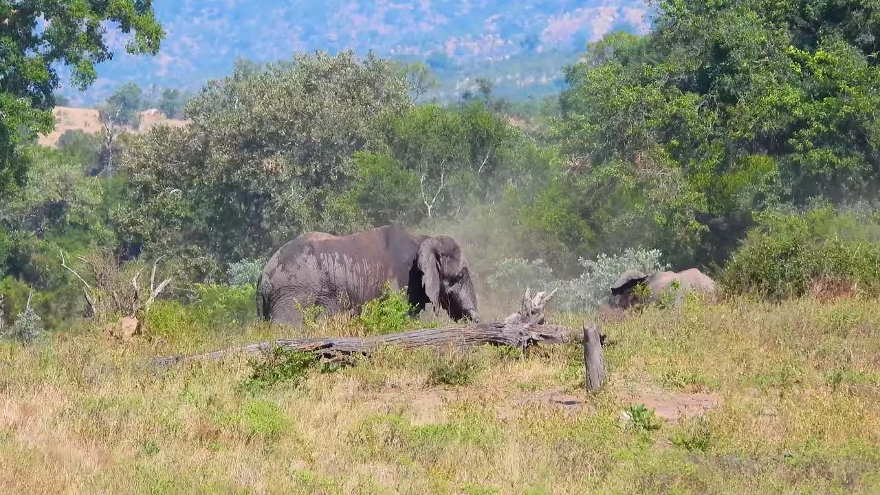 Elephant throwing up dirt at animal sanctuary