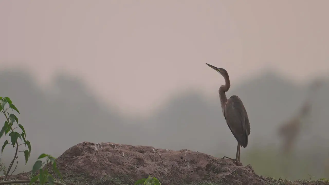 Purple heron Closeup in Morning