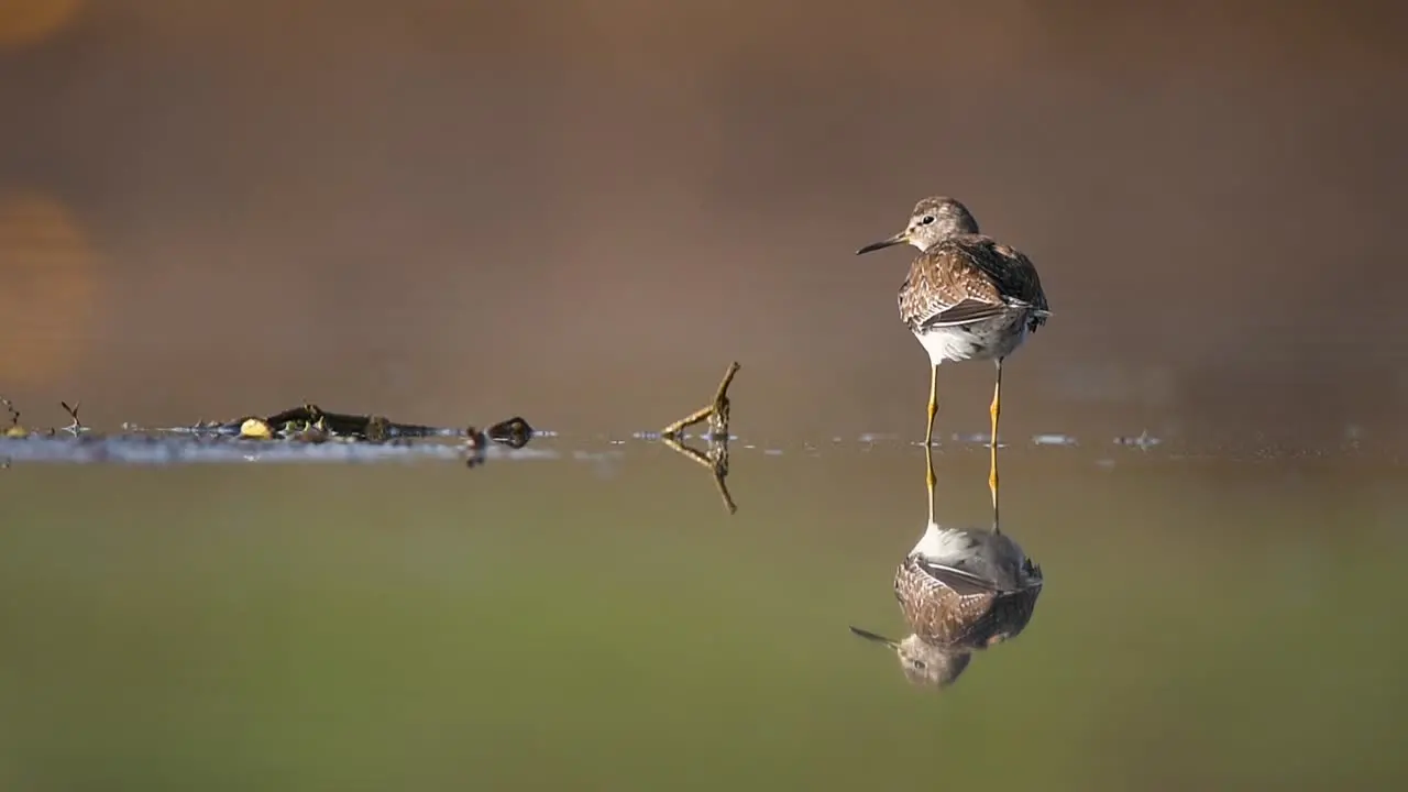 Wood Sandpiper in lake with reflection in water