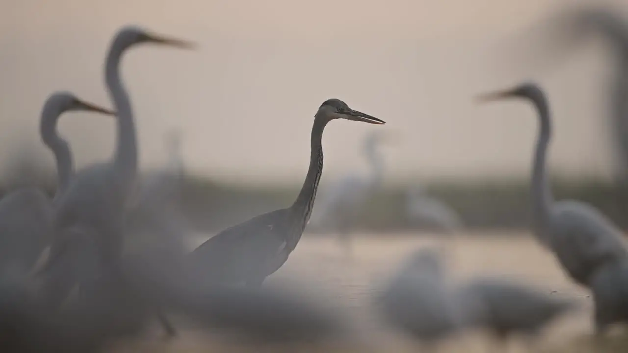 Gray heron and Egrets fishing in Morning in Wetland Area