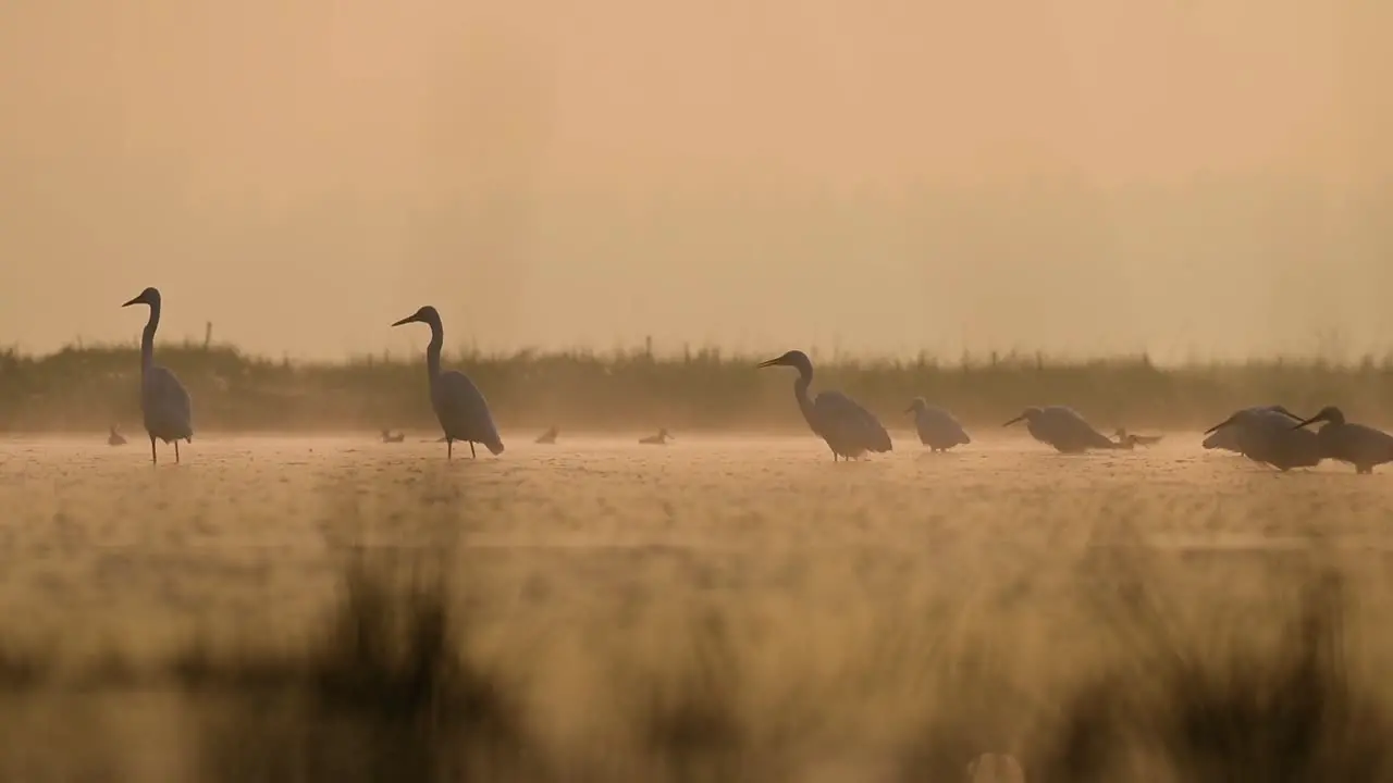 Flock of Great Egrets Fishing in Sunrise