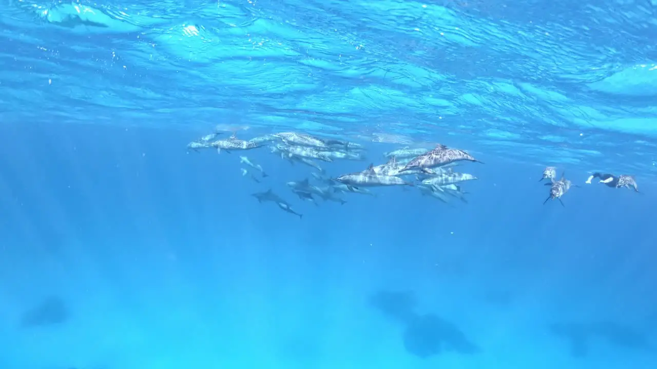 A pod of dolphins swimming just under the surface of the sea