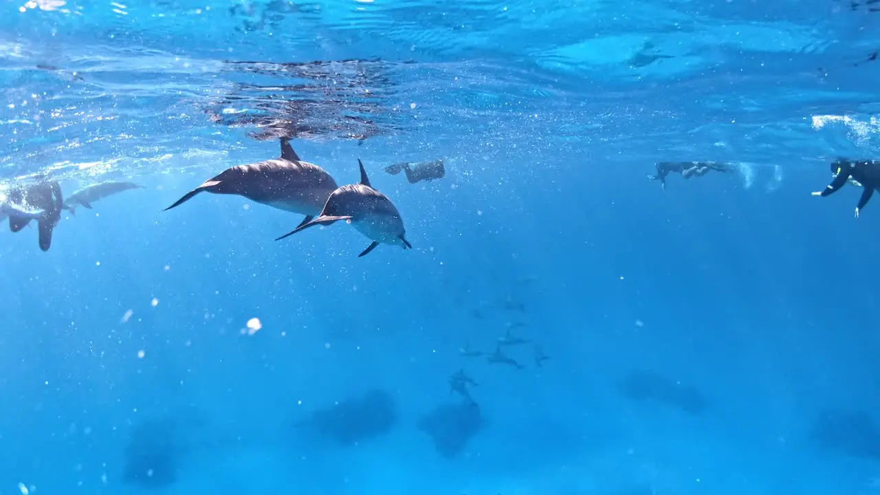 Dolphins and people snorkeling together