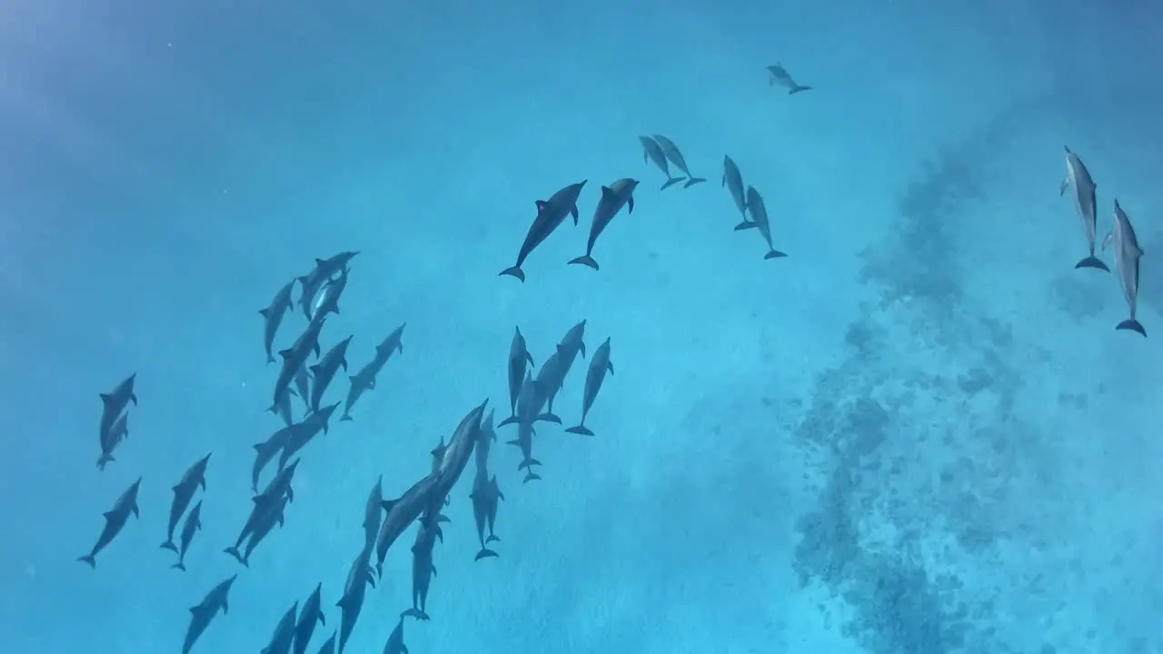 Cute pod of dolphins swimming in group below the diver