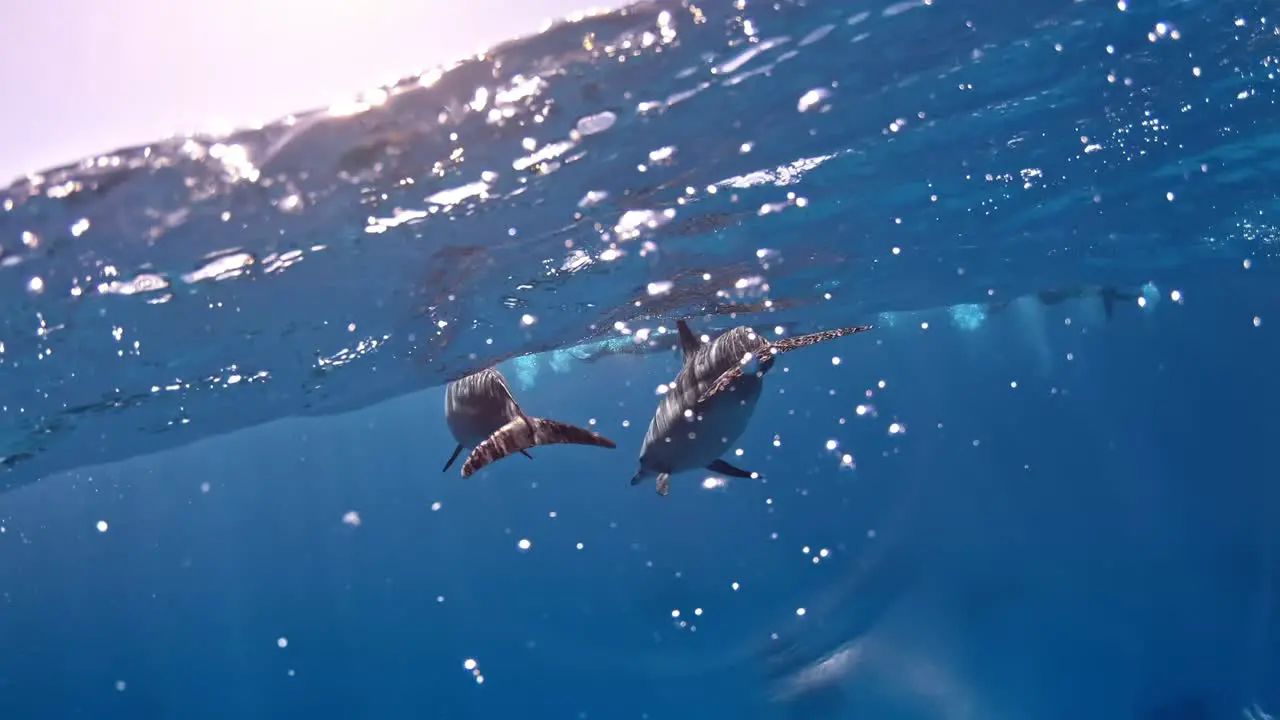 Close-up on dolphins' tails swimming at the sea surface