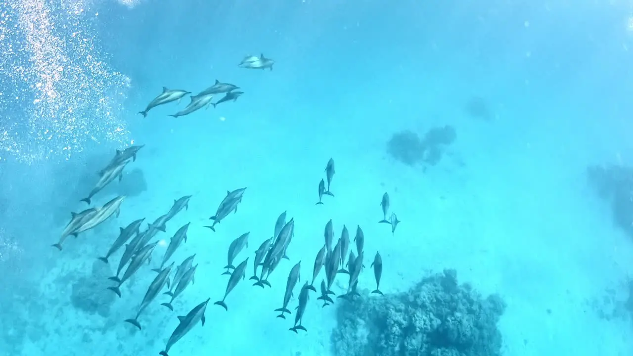 A school of dolphins swimming at the seabed