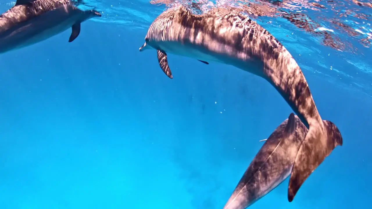 Close-up on dolphins swimming close to the surface