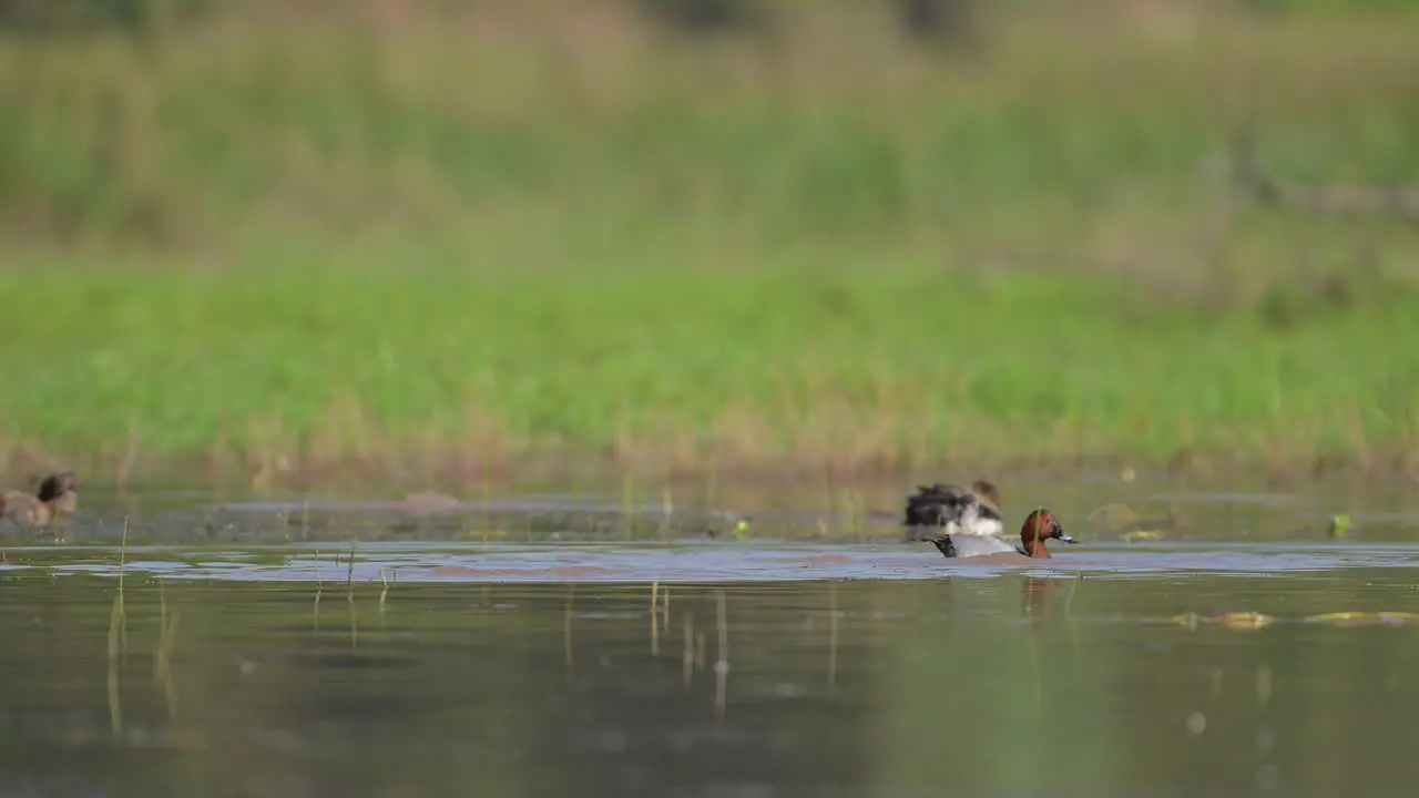 Swiming duck Common Pochard  Nature background