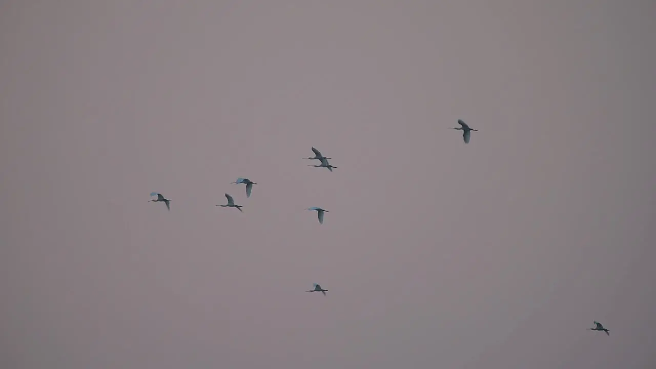 Flock of spoonbills flying in Morning