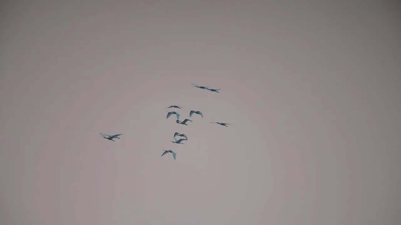 Flock of Eurasian spoonbill Flying in Morning