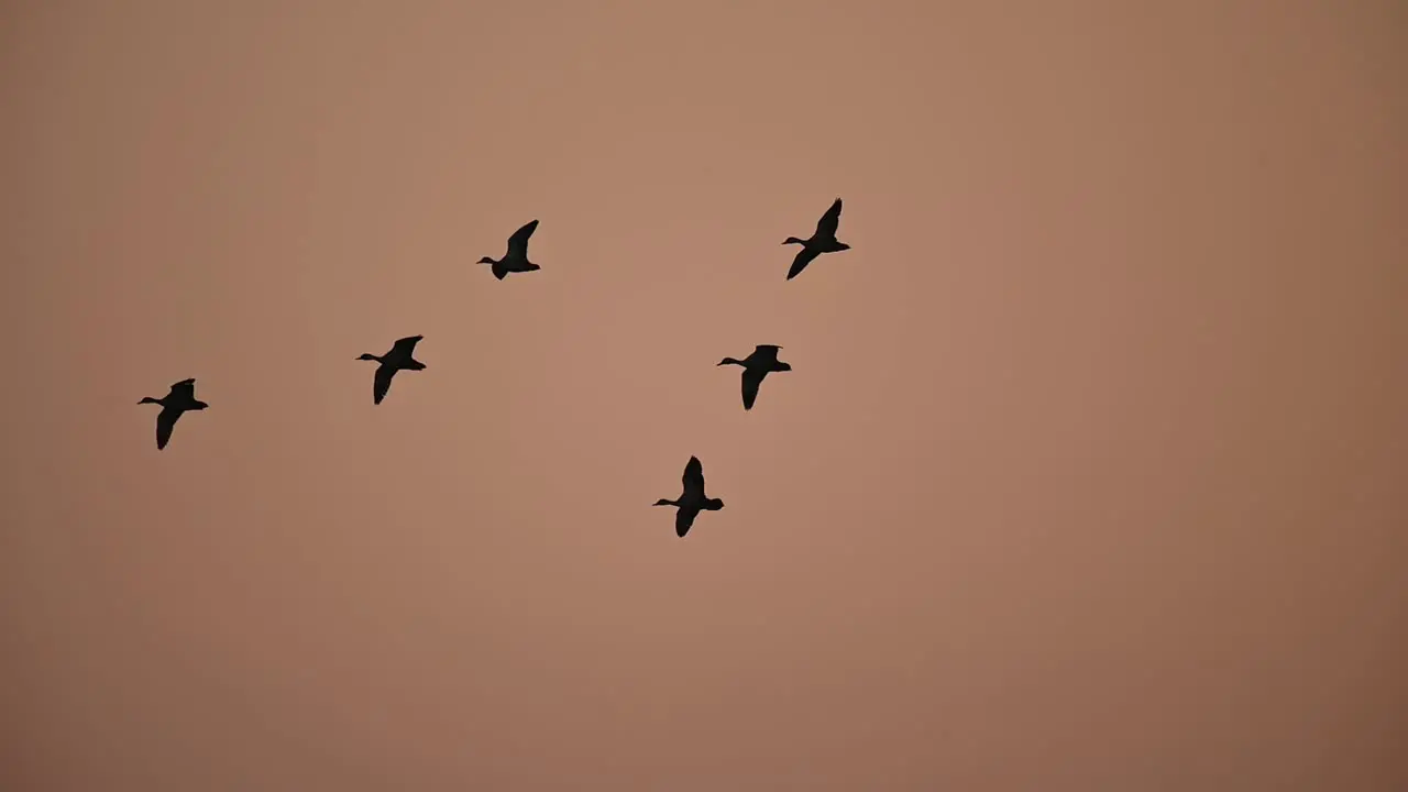 Flock of Ducks flying at Dawn