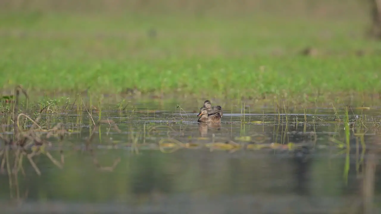 Gadwall Ducks pair feeding in Morning