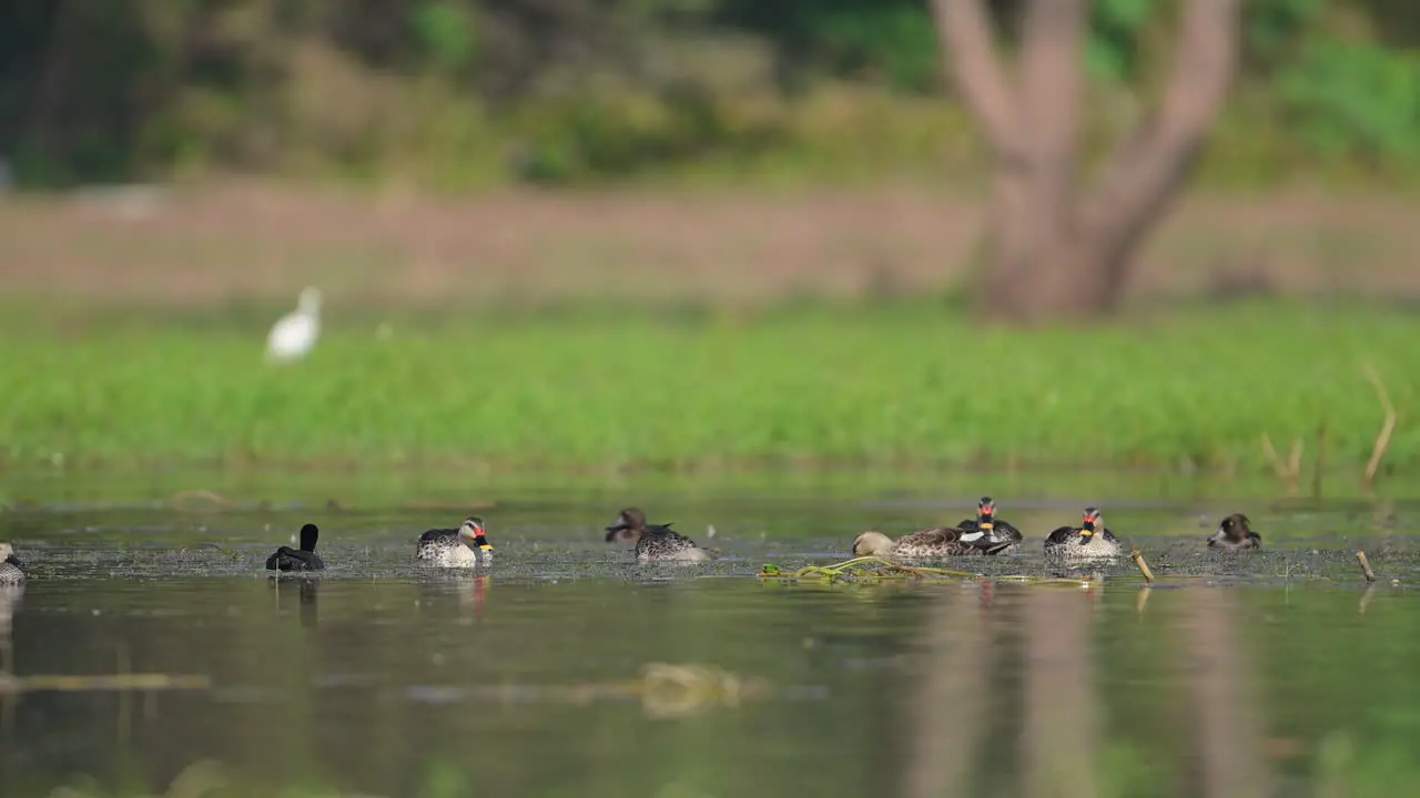 Flock of Indian Spot billed Ducks Feeding in Wetland