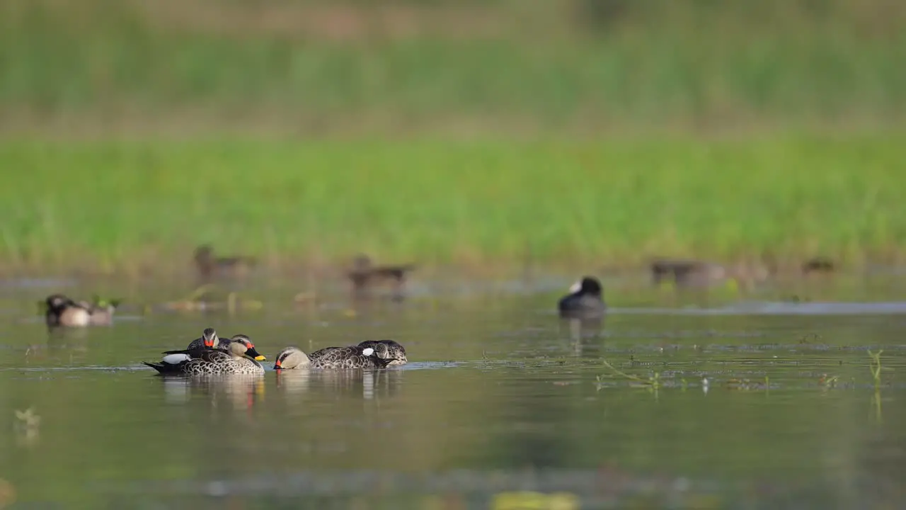 Indian Spot billed Ducks in Wetland