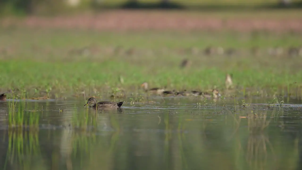 Gadwall Duck Swimming in Wetland