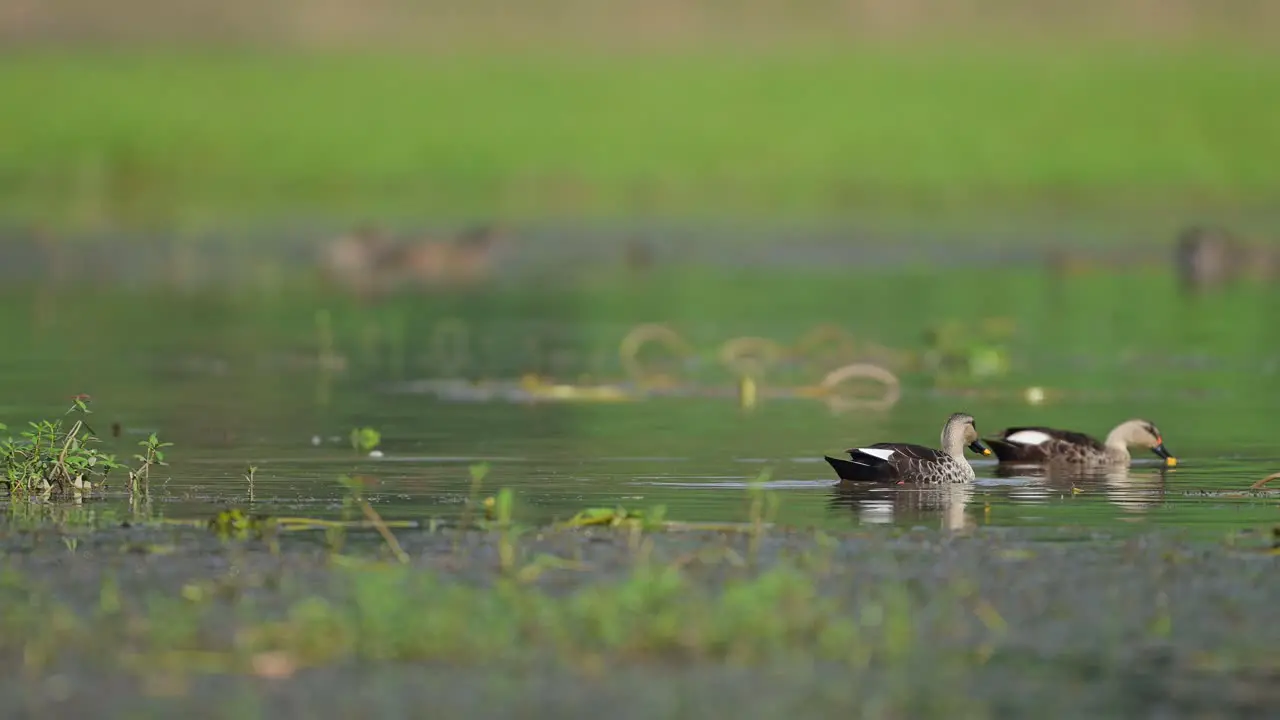 Beautiful indian Spot Billed Ducks Feeding in pond