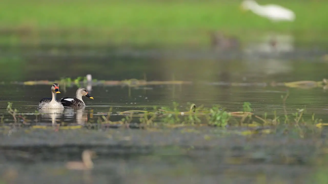 Beautiful indian Spot billed Ducks Feeding