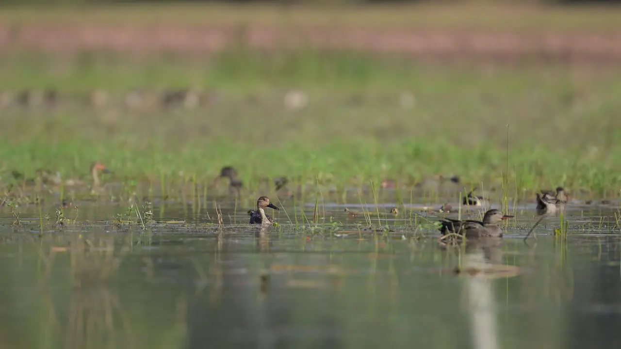 Flock of Ducks Feeding in pond