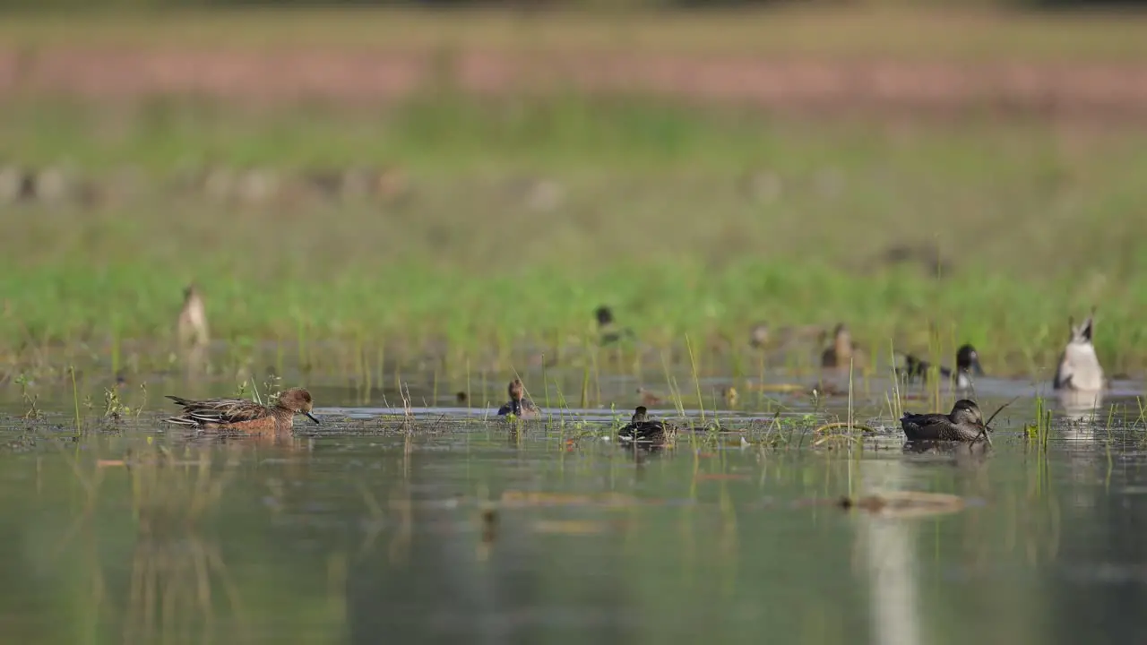 Flock of Ducks Feeding in Morning