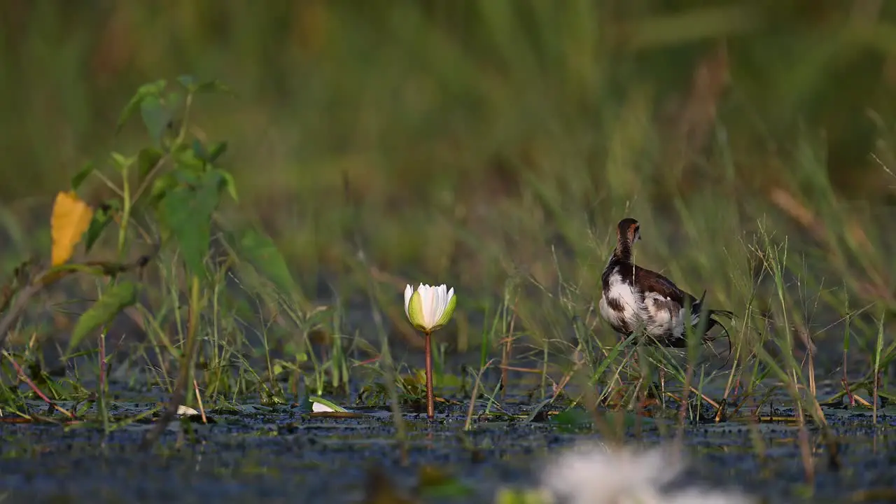 Pheasant tailed jacana Male in non breeding Plumage