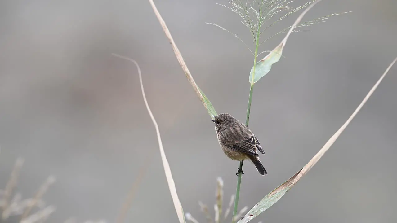 The Beautiful Siberian stonechat perched