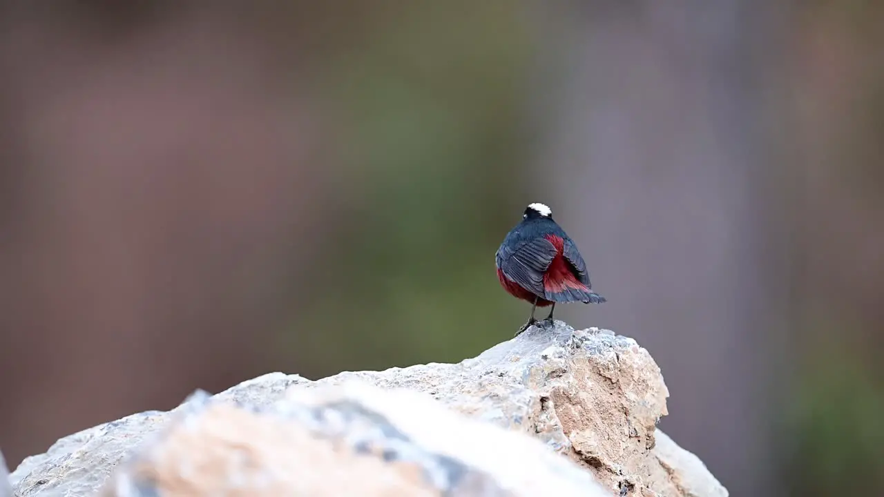 Beautiful Male bird White capped redstart