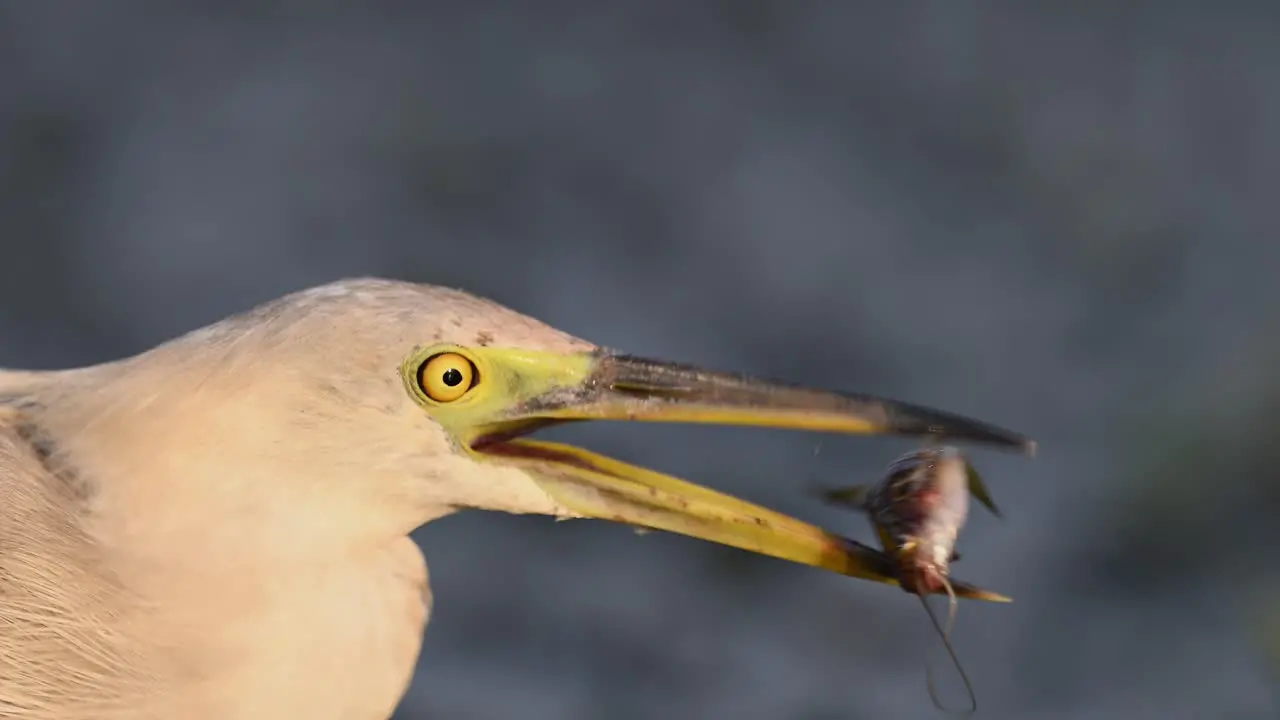 Pond heron fishing Closeup in morning