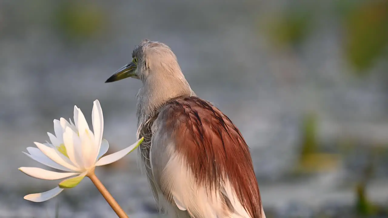 Closeup of Indian pond Heron in Sunrise with Water lily Flower