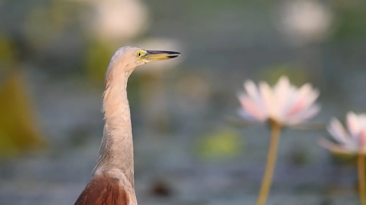 Closeup of Indian Pond heron in Morning