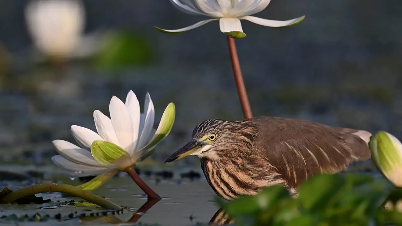 Indian Pond heron Fishing in water lily pond