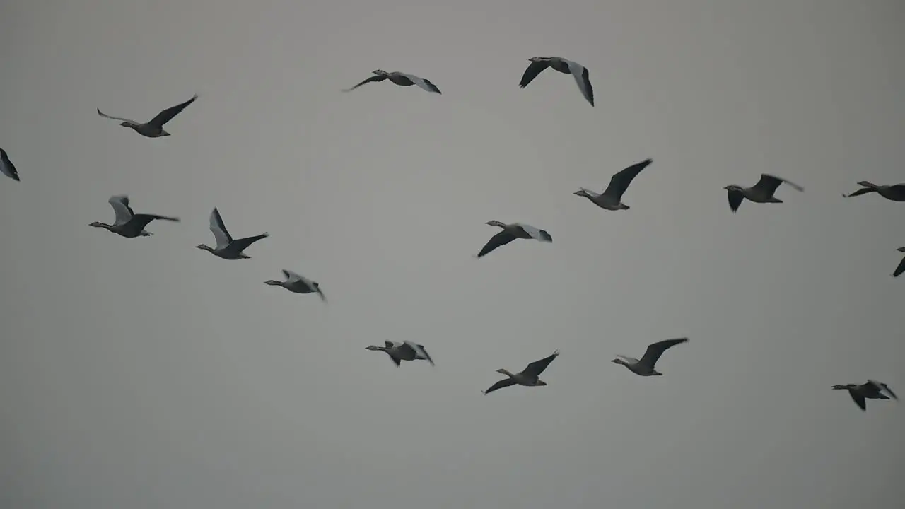 Flock of Bar headed Goose