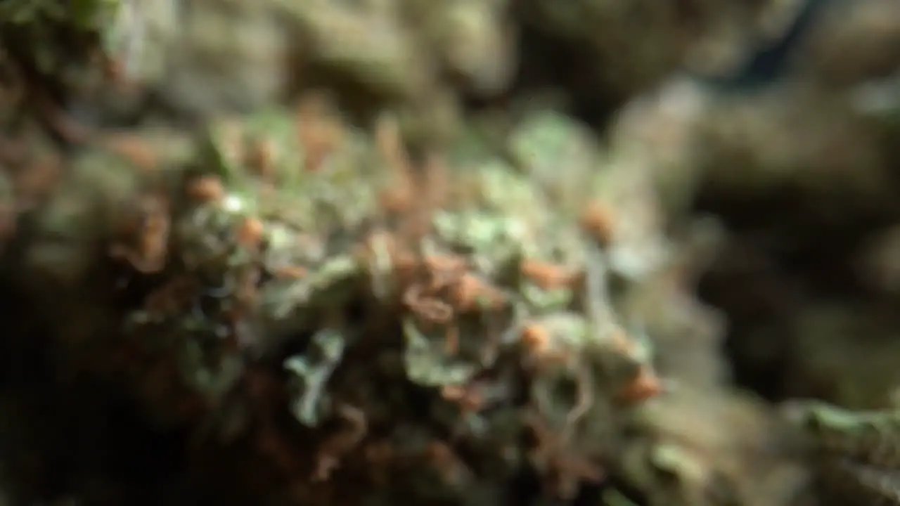 Extreme close up Macro shot of green trimmed medical marijuana bud