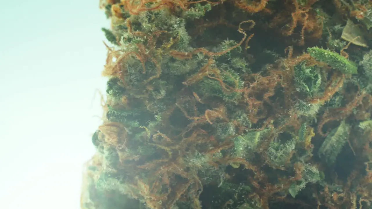 Macro Close up shot of a Marijuana sativa Super Lemon Amnesia Haze rock flower orange strains green and purple Kush on a 360 rotating stand Slow motion 4K video