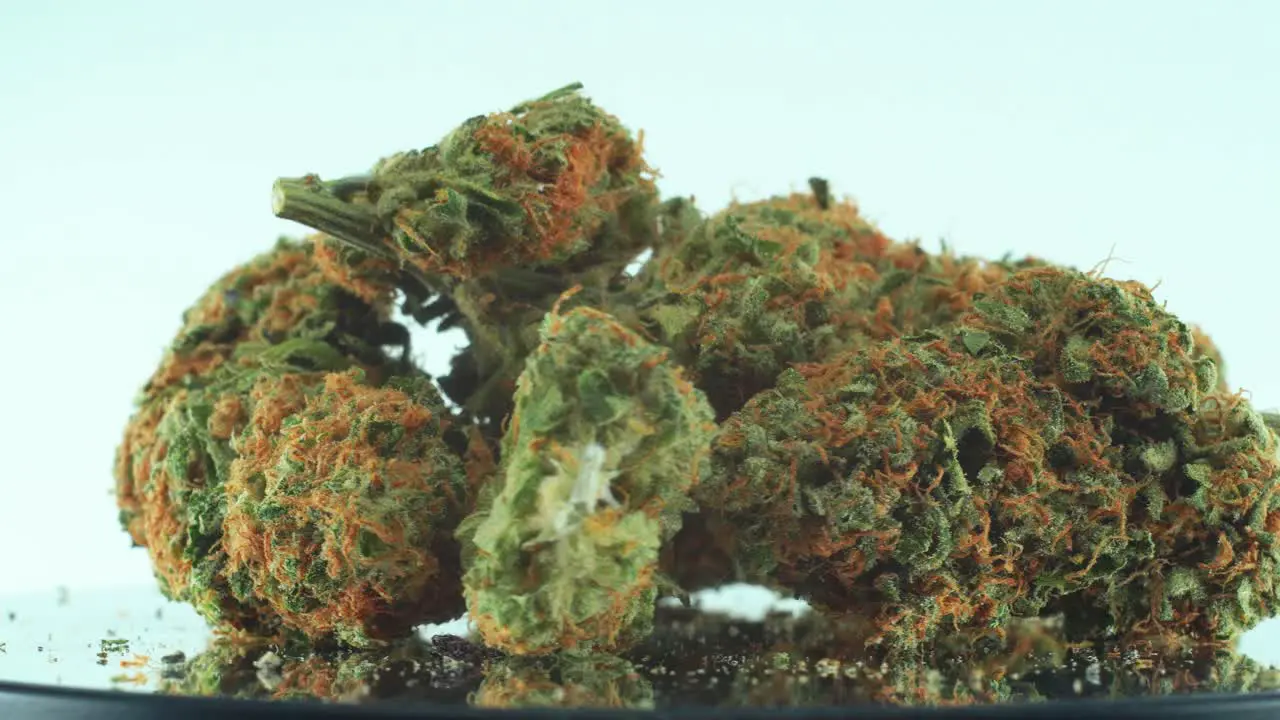 Close up shot of a Marijuana sativa Super Lemon Haze flowers orange strains green weed on a reflecting 360 rotating stand Slow motion 4K video