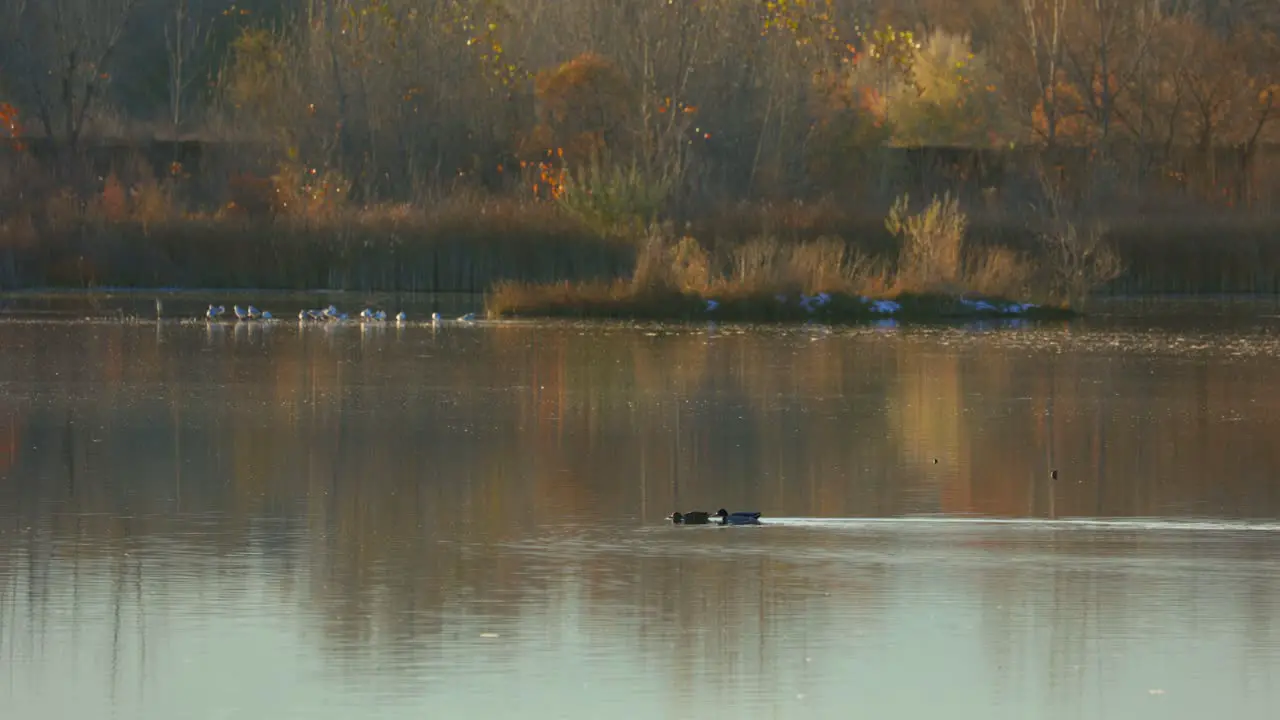 Ducks and Geese in Beautiful Ponds in Colorado During Fall Season