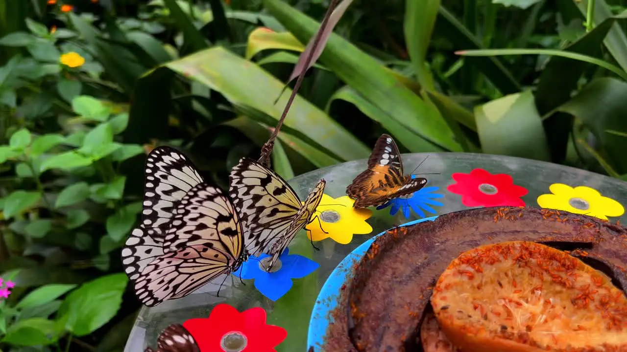 Several butterflies with a special pattern sitting on a table