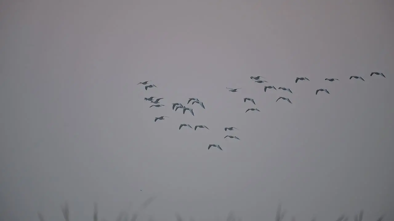 Flock of Bar headed goose Flying in morning