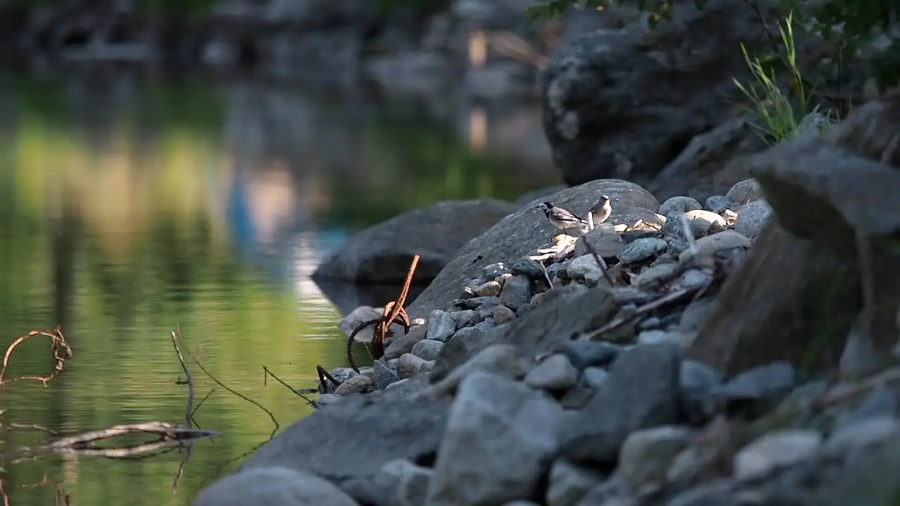 A wagtail feeds its child on a lake in the landscape of Norway Scandinavia