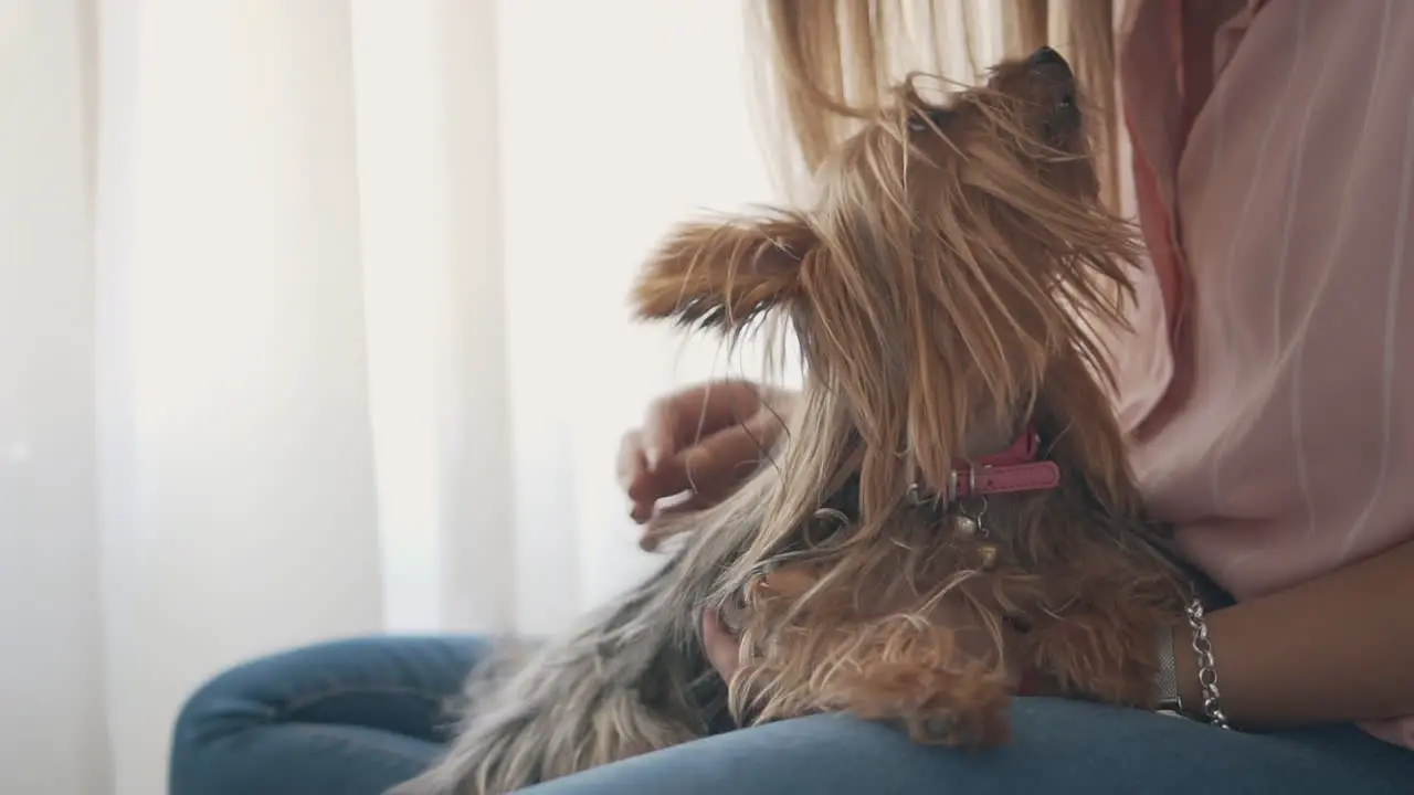 Young Woman Petting Her Little Dog At Home 3