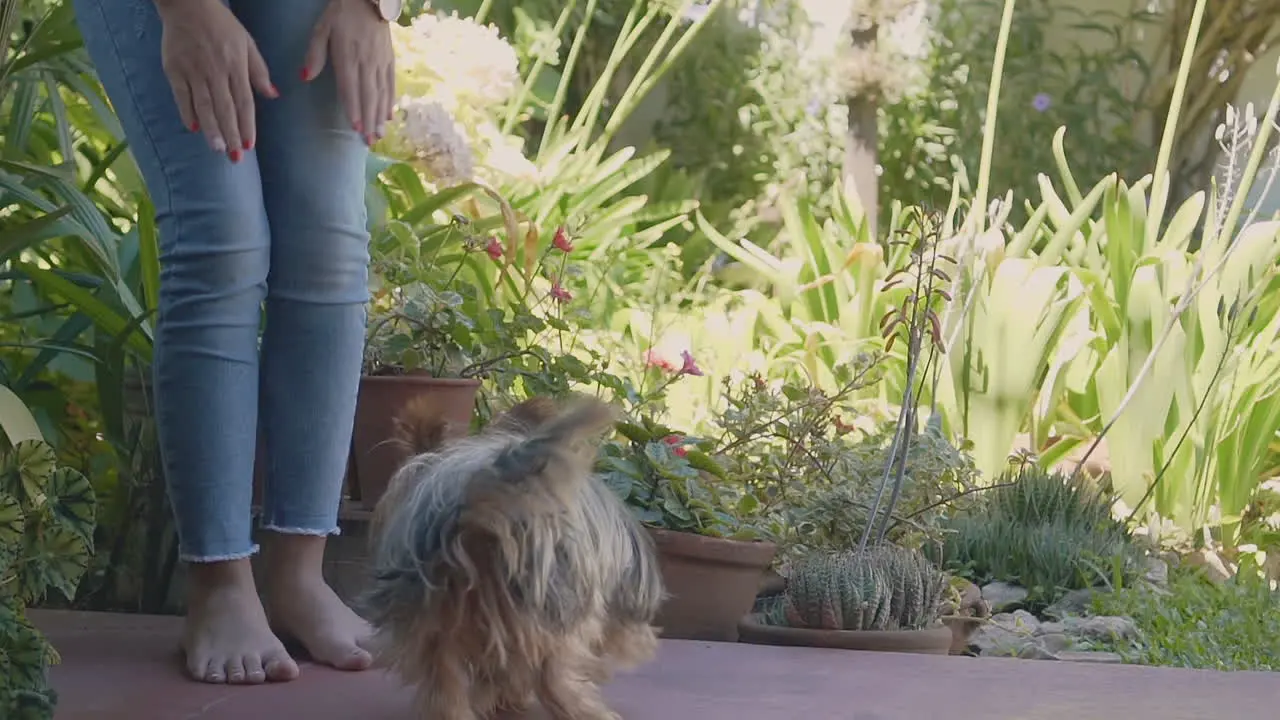 Woman Playing With Her Little Dog In The Garden