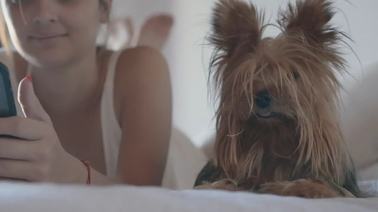 Small Dog Lying In Bed With His Female Owner