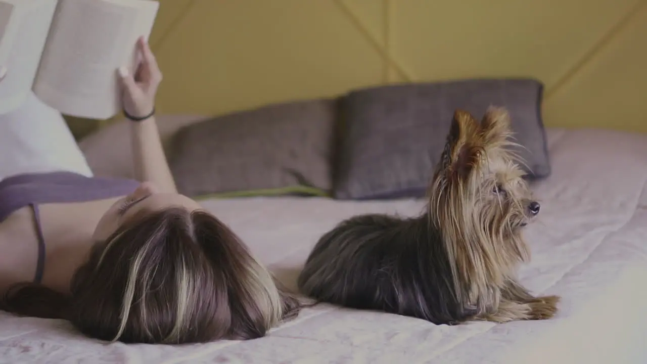 Small Dog Lying In Bed With His Female Owner At Home