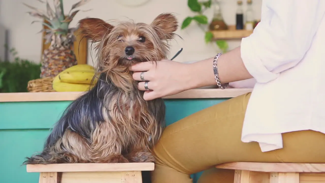 Female Hand Petting A Little Dog At Home