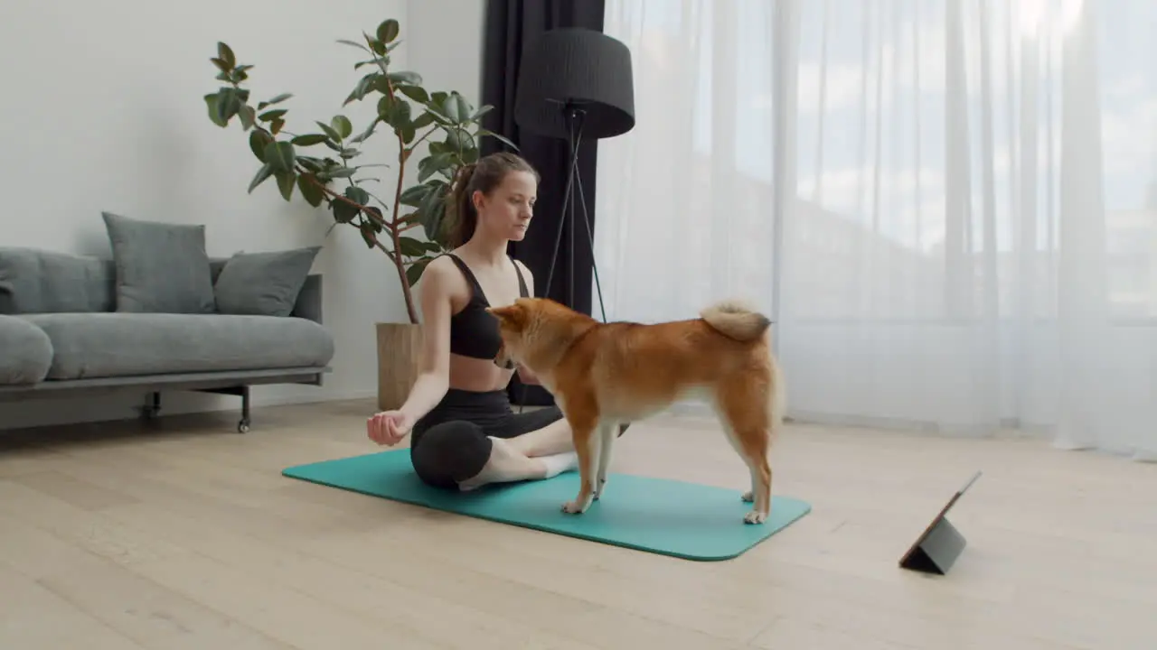 A Young Female Does Yoga At Home While Her Dog Keeps Circling Around Her